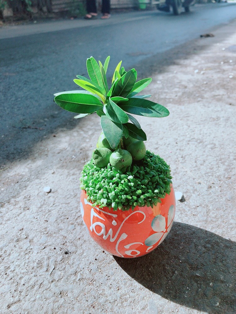 Cây Tài Lộc Cỏ May Mắn