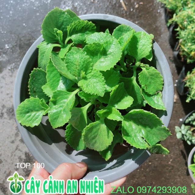 Chậu rau tần lá dày
