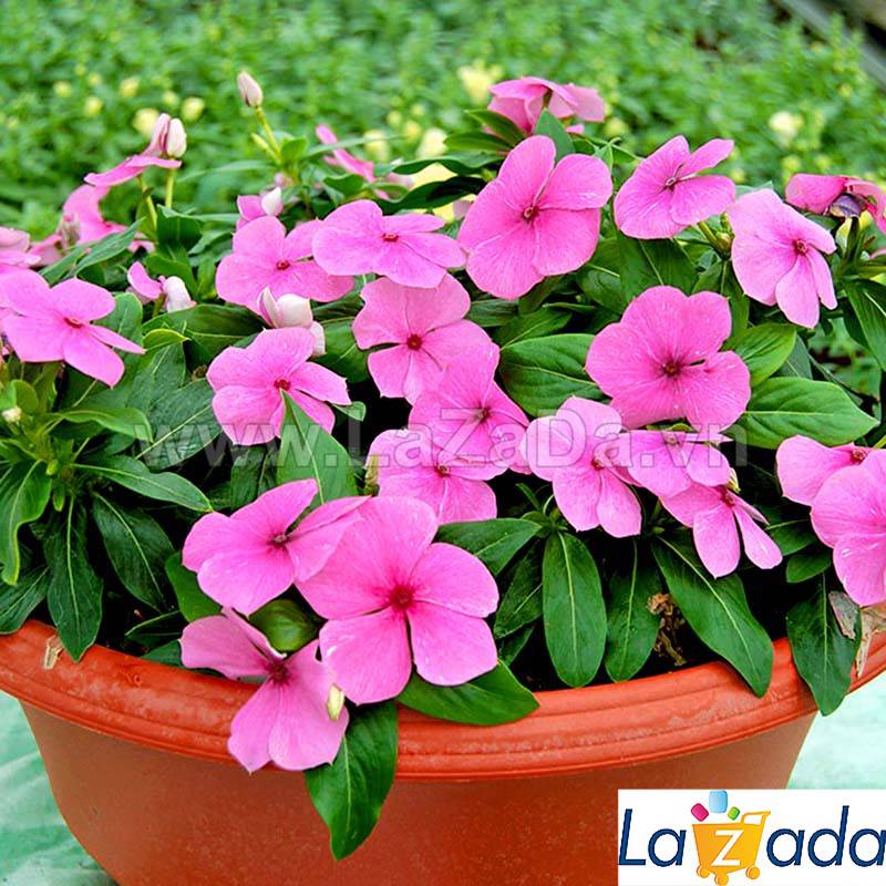 50h Hạt Giống Hoa Dừa Cạn Lùn Hồng (C2.302| -KD: B6*V24*M003)