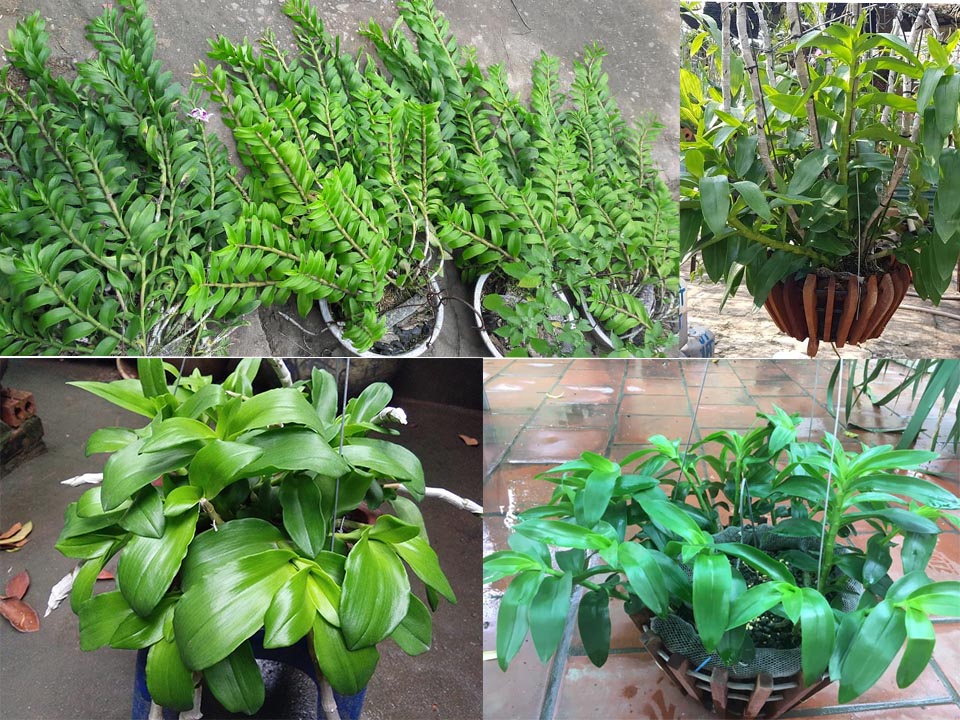 Phi điệp đột biến 5 cánh HỒNG THIÊN LÔI, ki tách thân