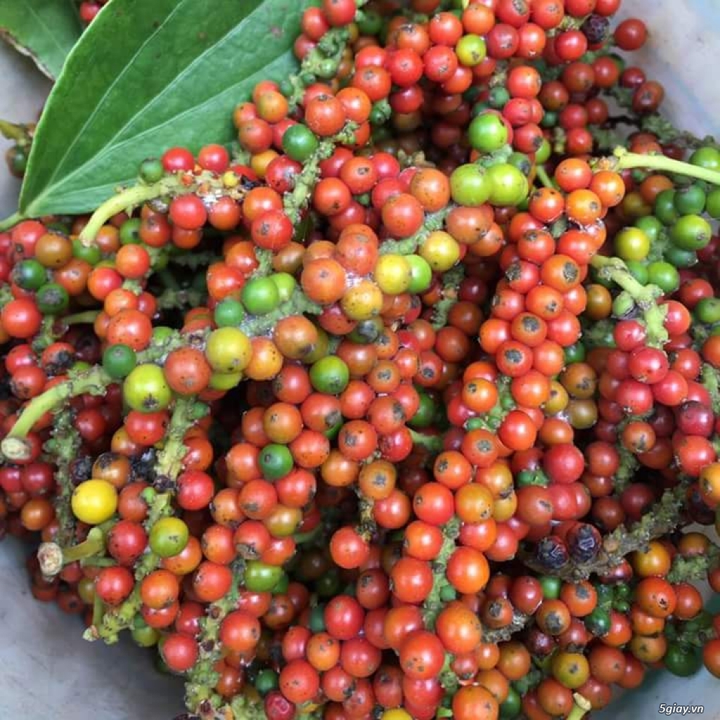 Tiêu xay daklak 0.5kg