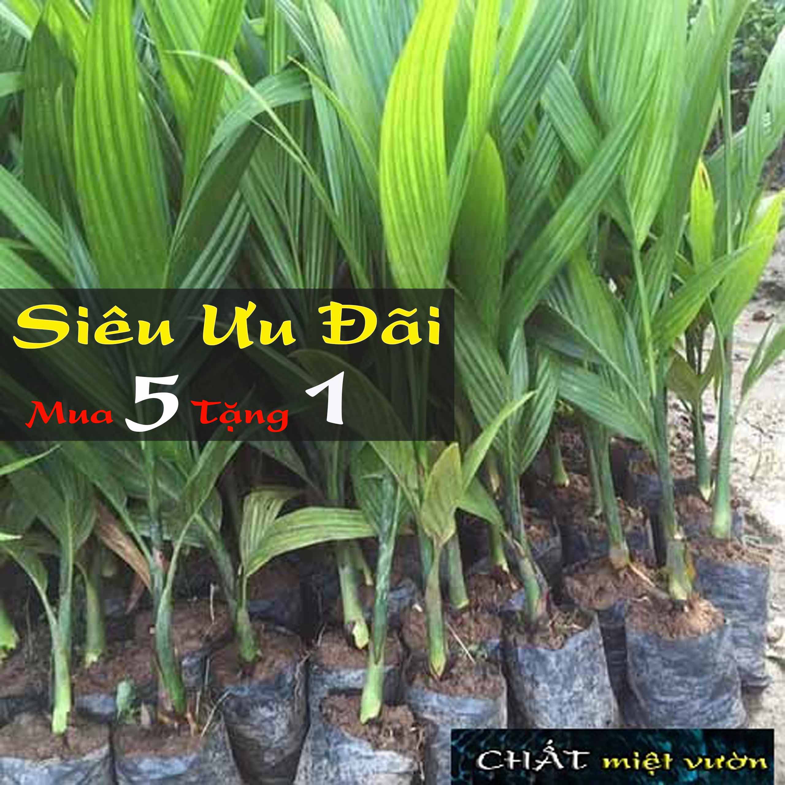 Cây cau ăn trầu giống (cao 25-30cm)