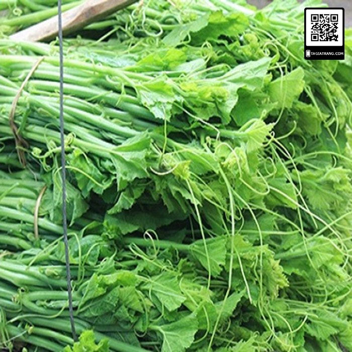 Hạt Giống Bầu Siêu Ngọn
