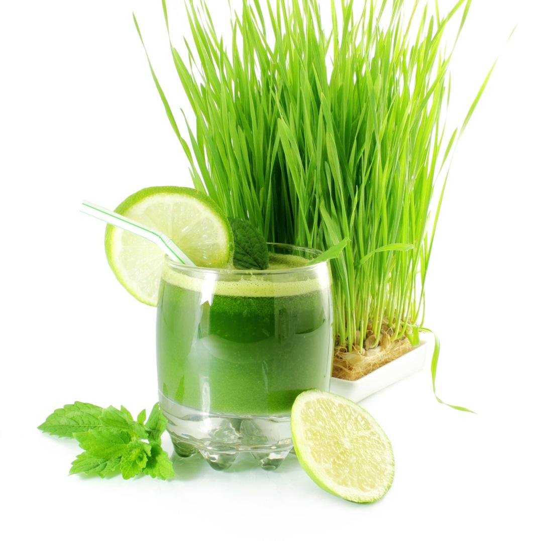 Hạt Giống Mầm Lúa Mạch ( ITALY ) túi 1kg