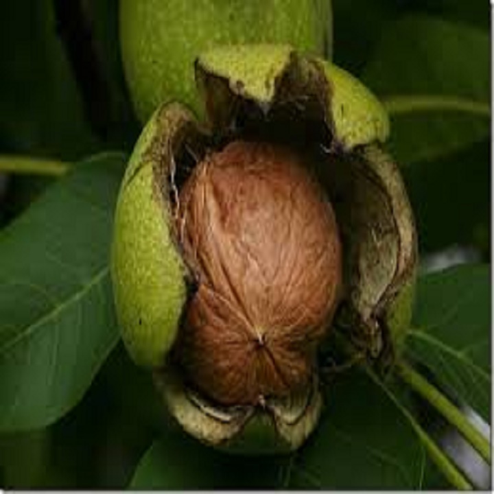 CÂY GIỐNG QUẢ ÓC CHÓ SIÊU QUẢ