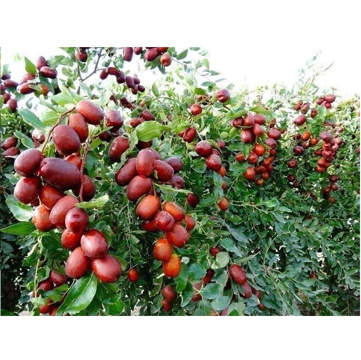 Táo đỏ Tân Cương size Đại loại 500g/túi
