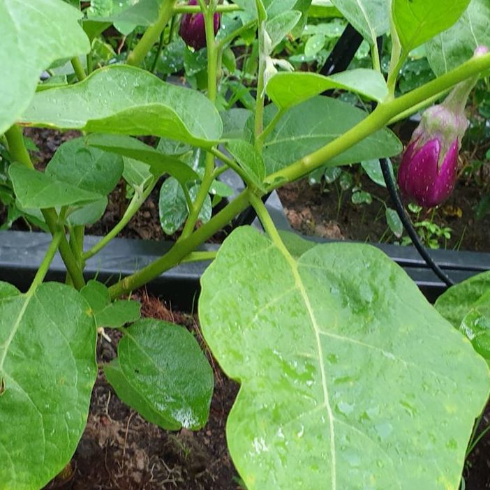 Hạt giống cà tím dài ruột xanh (cà nâu cơm xanh)