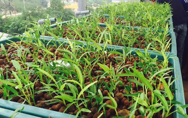 [HCM]Viên Đất Nung - Sỏi Nhẹ Trồng Cây - túi 700gr