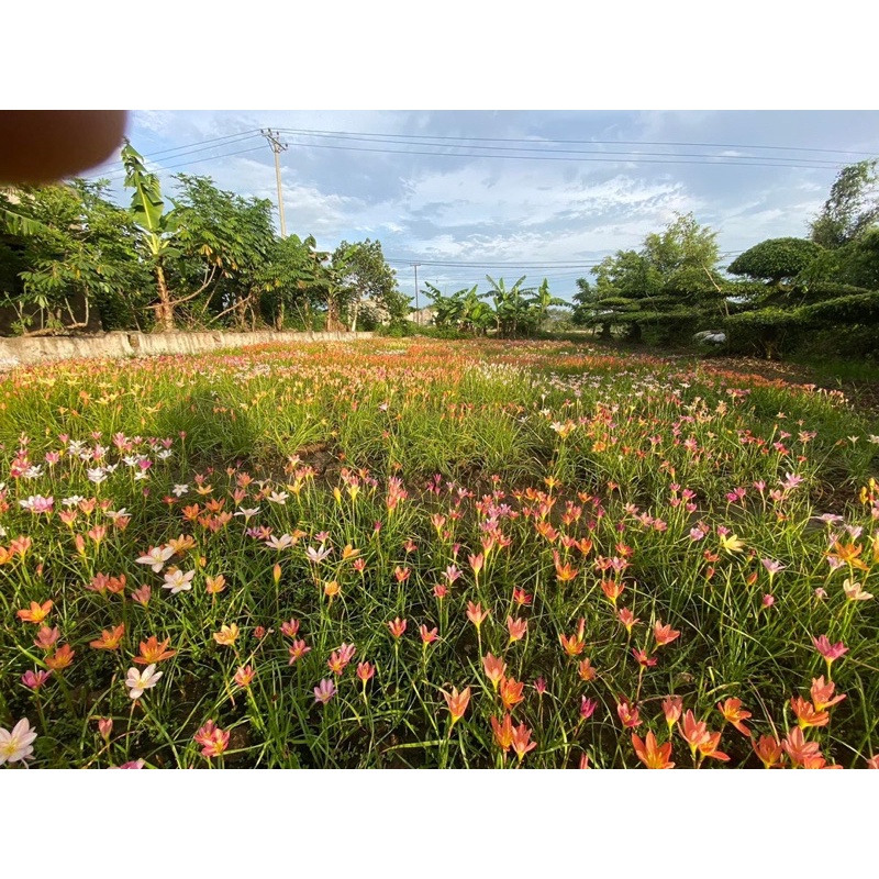 Củ Hoa Huệ Mưa Cánh Kép Nhập Khẩu Đủ Màu