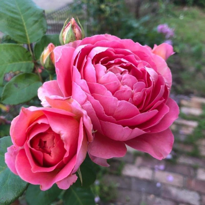 Rose Plant Amandine Chanel  阿芒迪娜夏奈尔 香奈儿