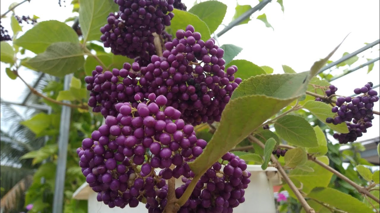 [Cây giống hoa] Ngọc Long Châu - CayGiongTot