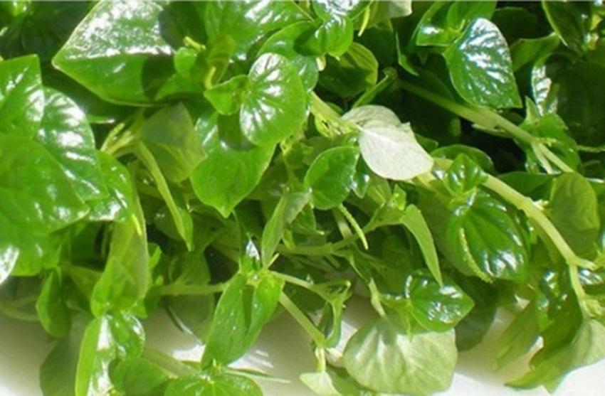 50 Hạt giống Rau Càng Cua