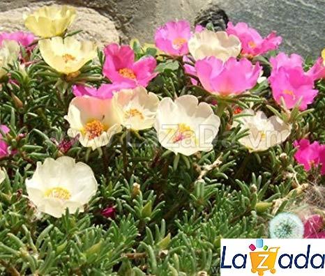100h Hạt Giống Hoa Mười Giờ Mỹ Đơn Mix (C2.202| -KD: B9*V62*M187)