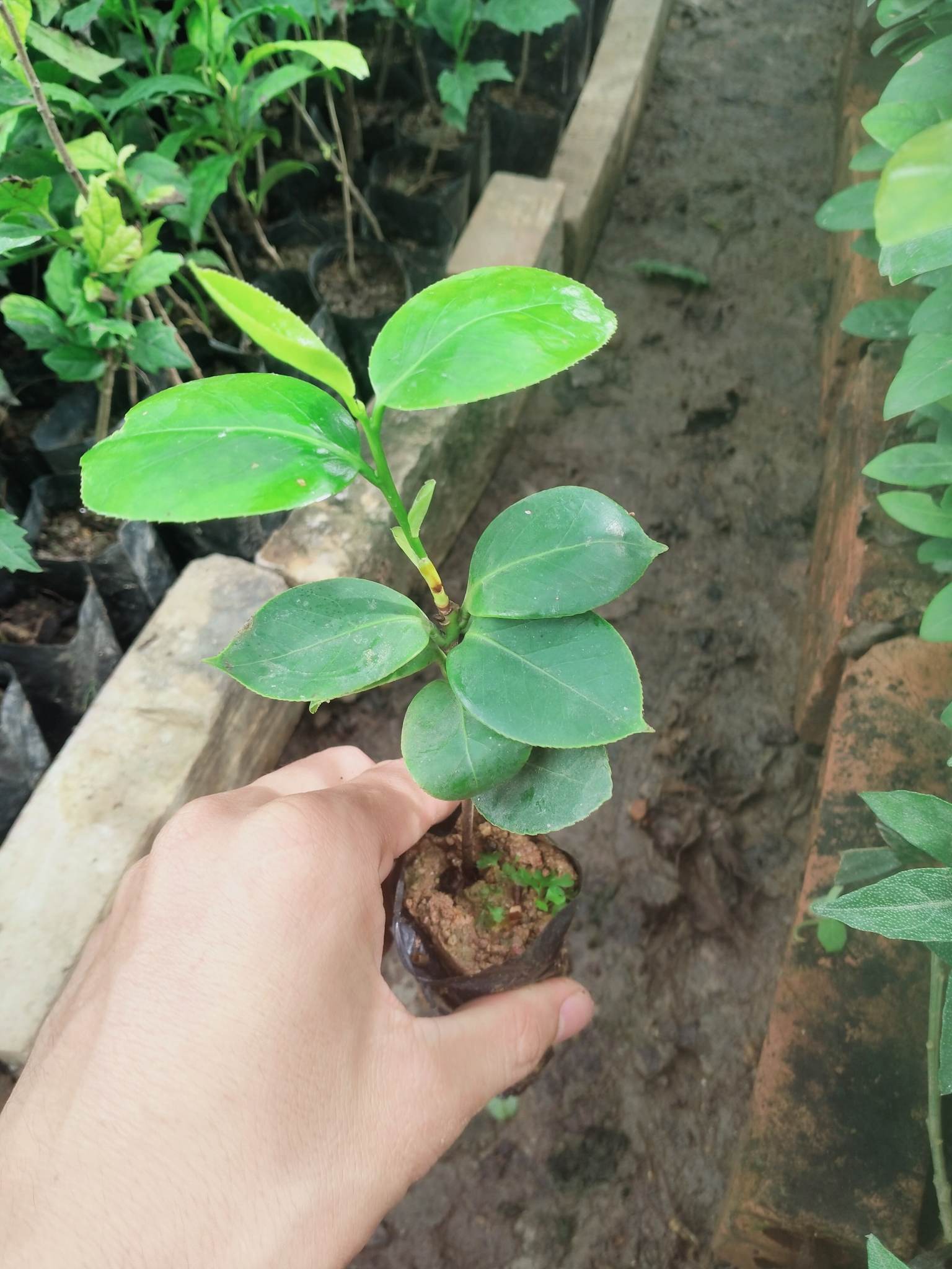 [Cây dược liệu] Cây giống hoa Trà Mi