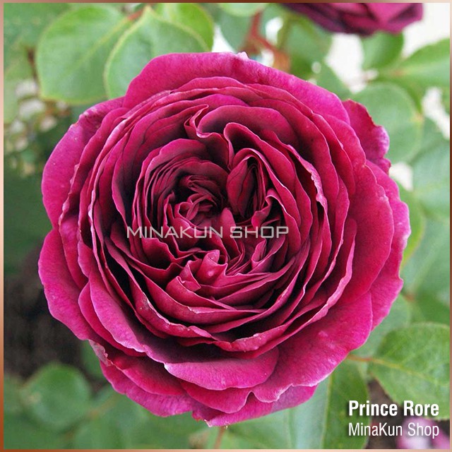 Chậu Hoa hồng ngoại Prince cực thơm - bầu to, cây trưởng thành