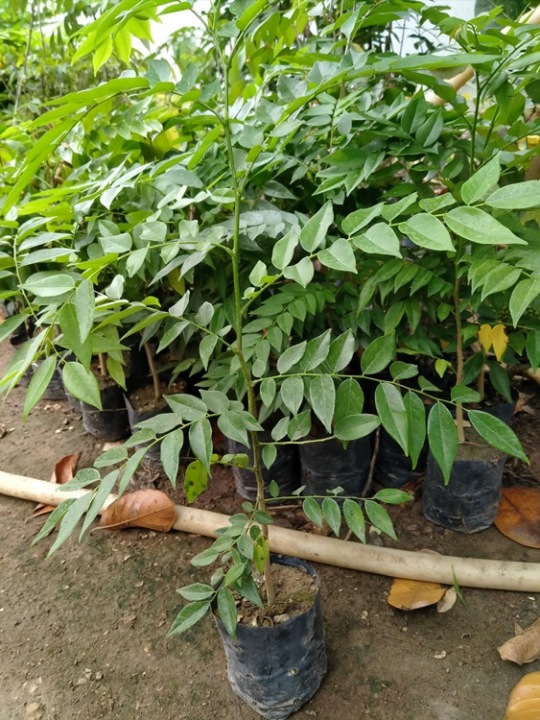 10 cây xưa đỏ cao 50cm