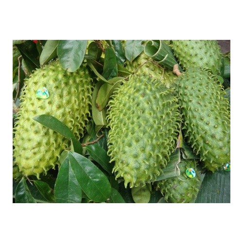cây giống mãng cầu xiêm không hạt