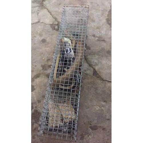 Lồng bẫy rắn thông minh  (cam kết đổi trả trong 2 tuần đầu)