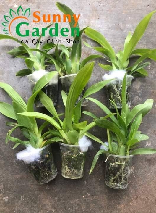 Lan Vũ Nữ Thơm Mix Màu - Cây Giống Hoa Lan