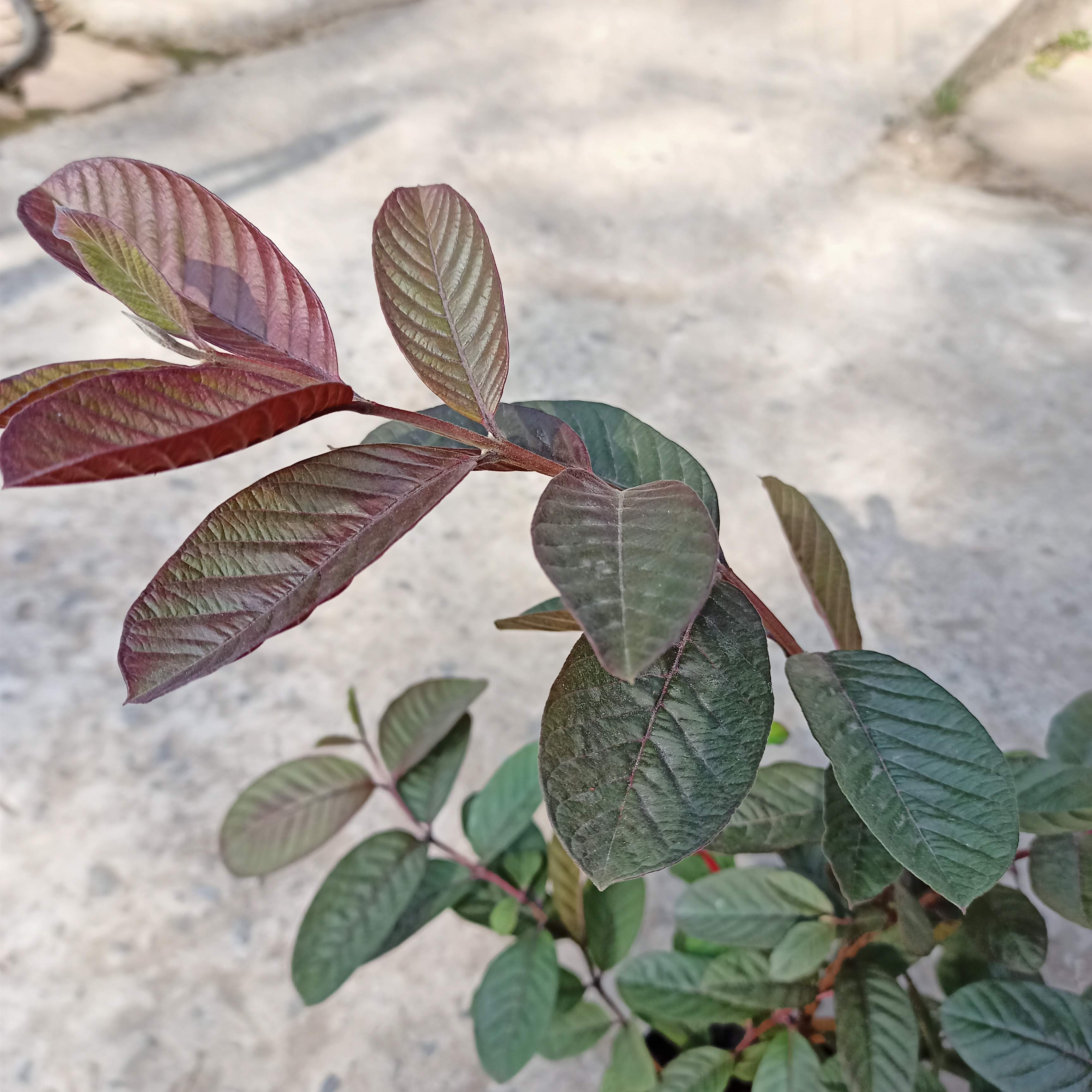 Cây giống ổi tím Malaysia - Summer Garden