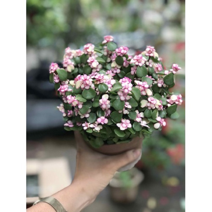 CHẬU CÂY SEN ĐÁ NGỌC BÍCH (SEN ĐÔ LA HỒNG)