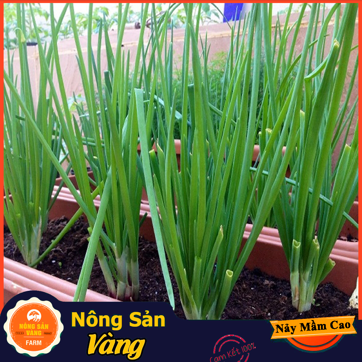 Green onion seed (leaf onion) easy to grow highly growth one time eating a year (2 gram pack)-yellow agricultural product