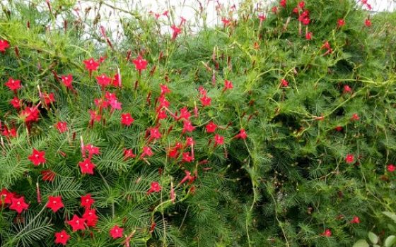 Hạt Giống Hoa Tóc Tiên (Dây Leo) - 0.5g