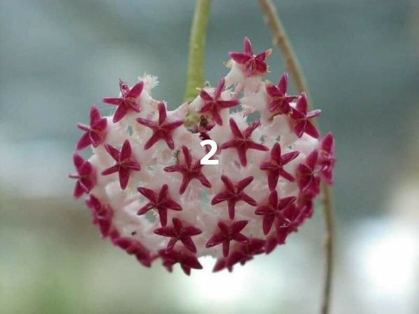 Cây giống lan cẩm cù