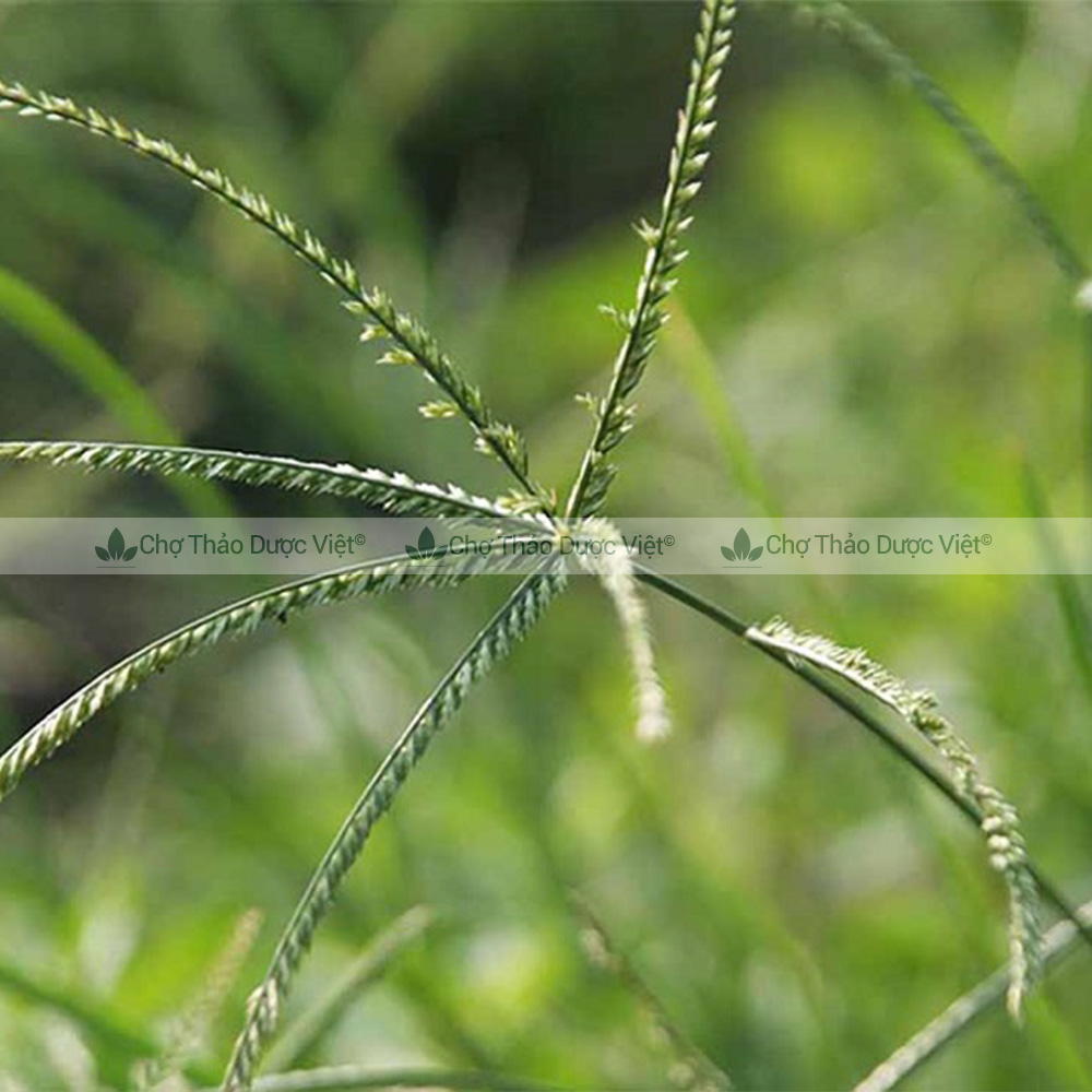 Dried Betel Grass 100g, Clean, Fragrant, Used for Hair Washing, Helps Smooth Hair and Promote Hair Growth