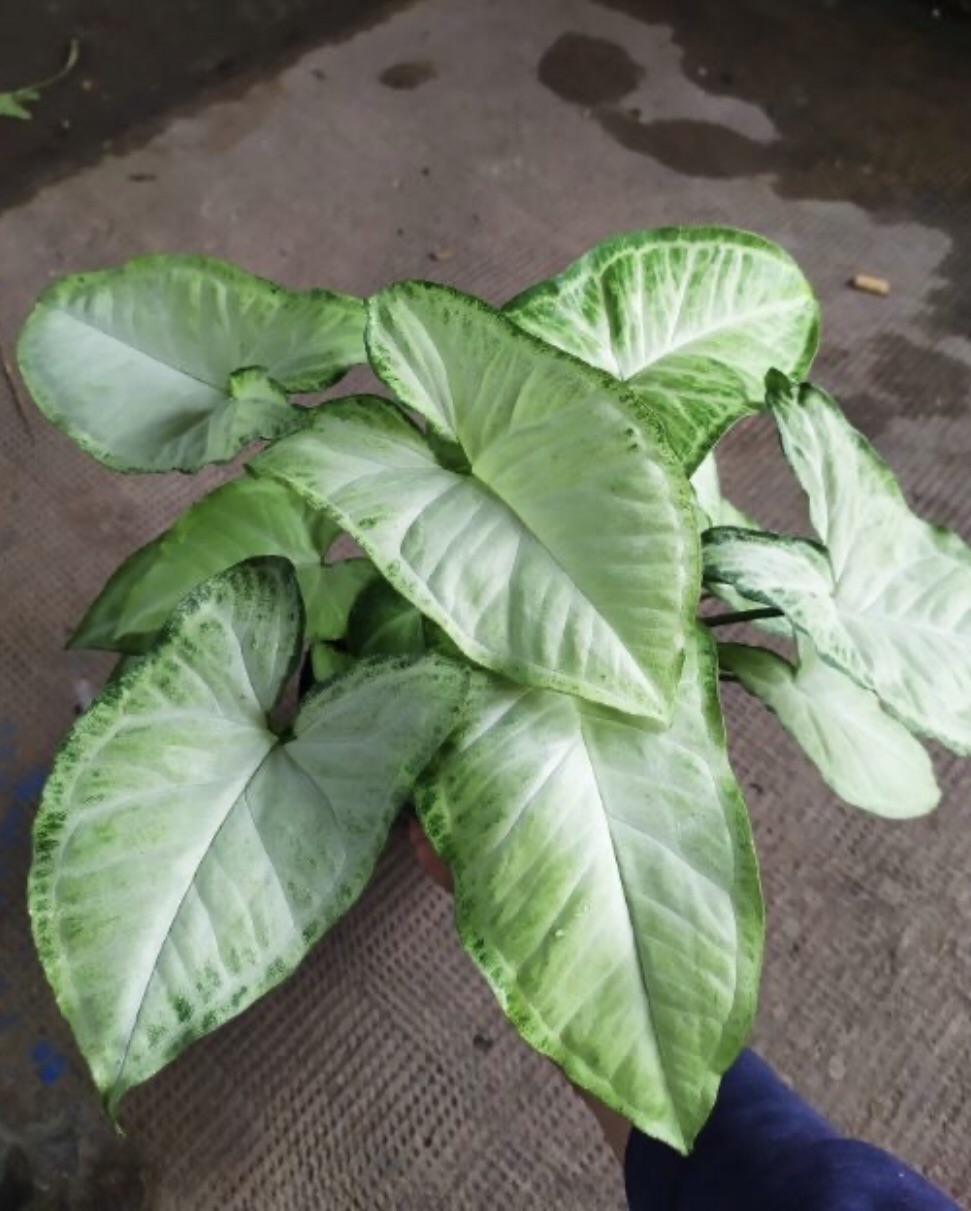 Trầu bà trắng ( trầu bà tróc bạc)+ tặng phân bón cho cây mau lớn