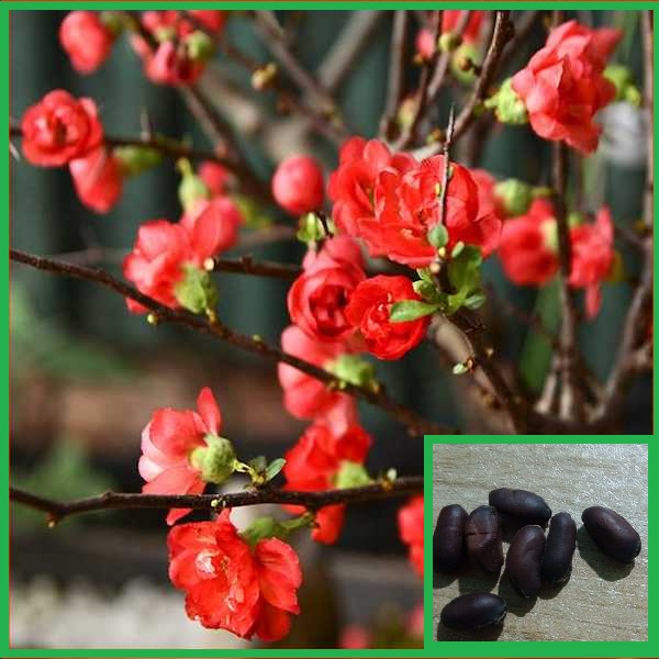Hạt giống hoa mai TQ hoa màu đỏ -  gói 5 hạt