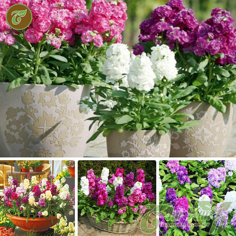 Hạt giống hoa Hoàng Anh mix  màu - ( 50 hạt/gói )