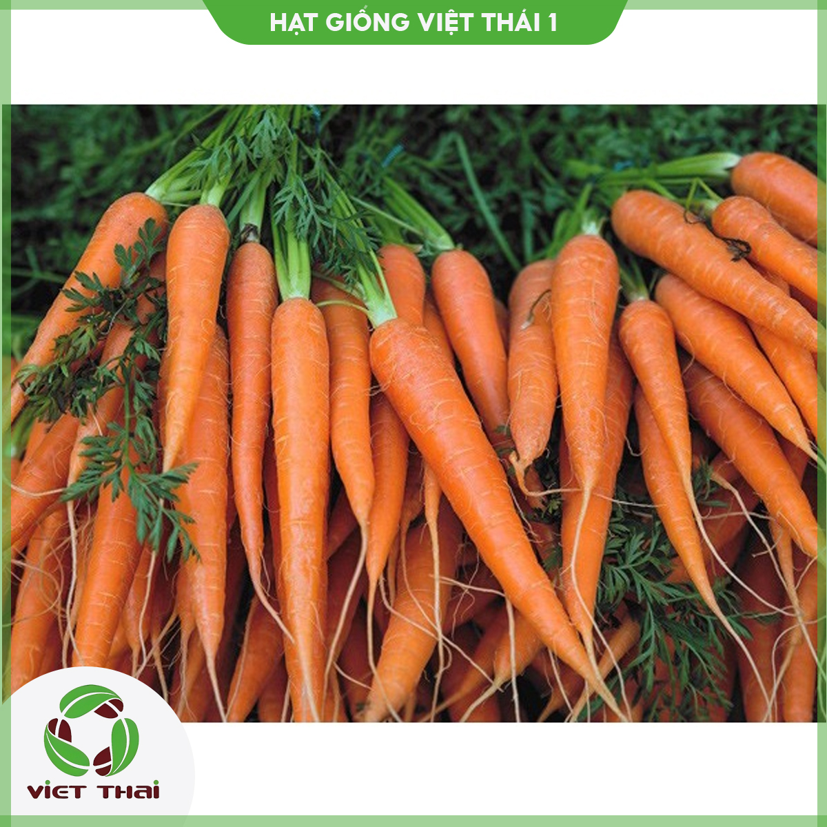 Hạt giống cà rốt tn - hgvt1