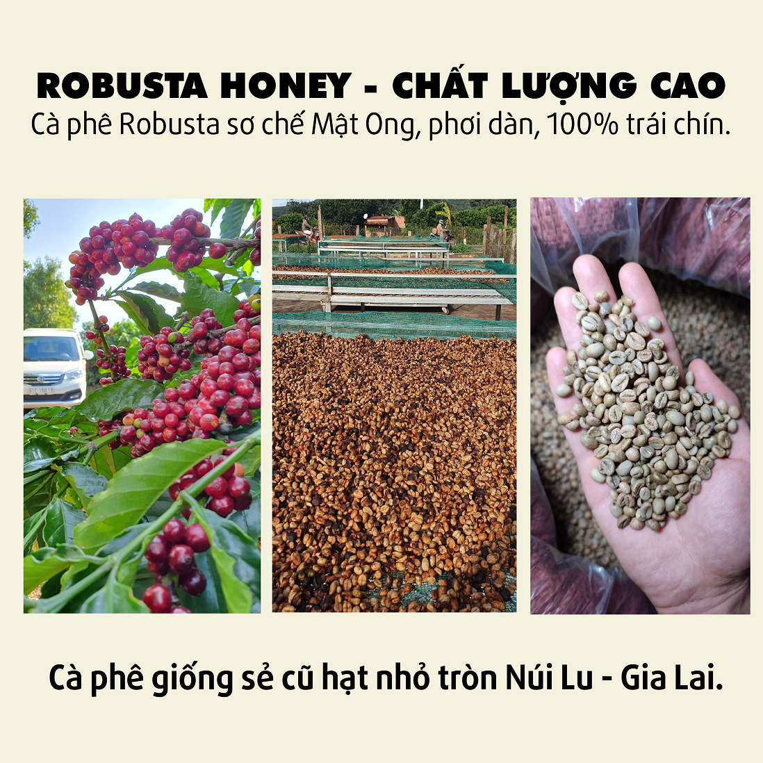 Cà phê Robusta Honey [500g] - 100% Cà phê rang mộc nguyên chất, pha phin, pha máy - TBCAFE