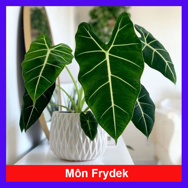 Môn Frydek ( Alocasia Frydek ) - Cây cảnh để bàn