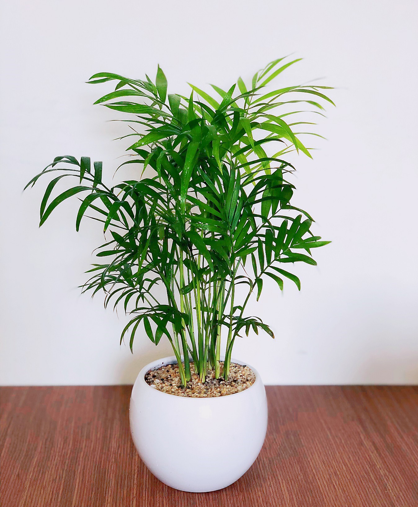 Cây tiểu trâm , trúc nhật , cau cảnh