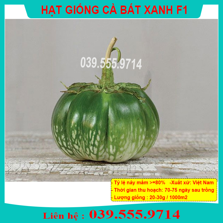 Hạt giống cà bát xanh cao sản - quả cà to tròn gieo trồng quanh năm