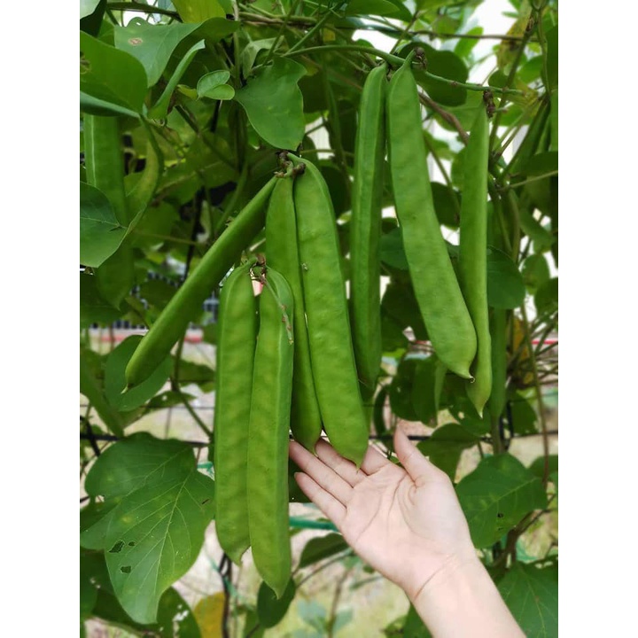 Hạt giống đậu kiếm ( đậu rựa ). Gói 10 hạt