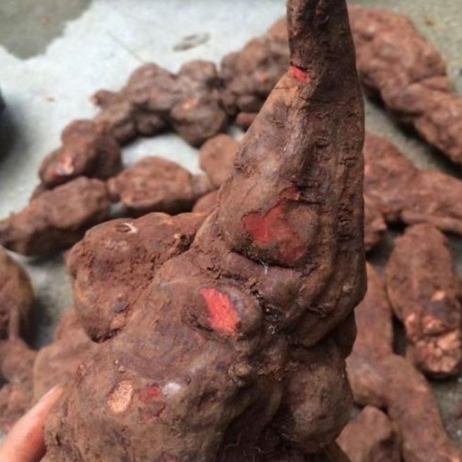 sỉ toàn quốc 1kg củ hà thủ ô đỏ tươi