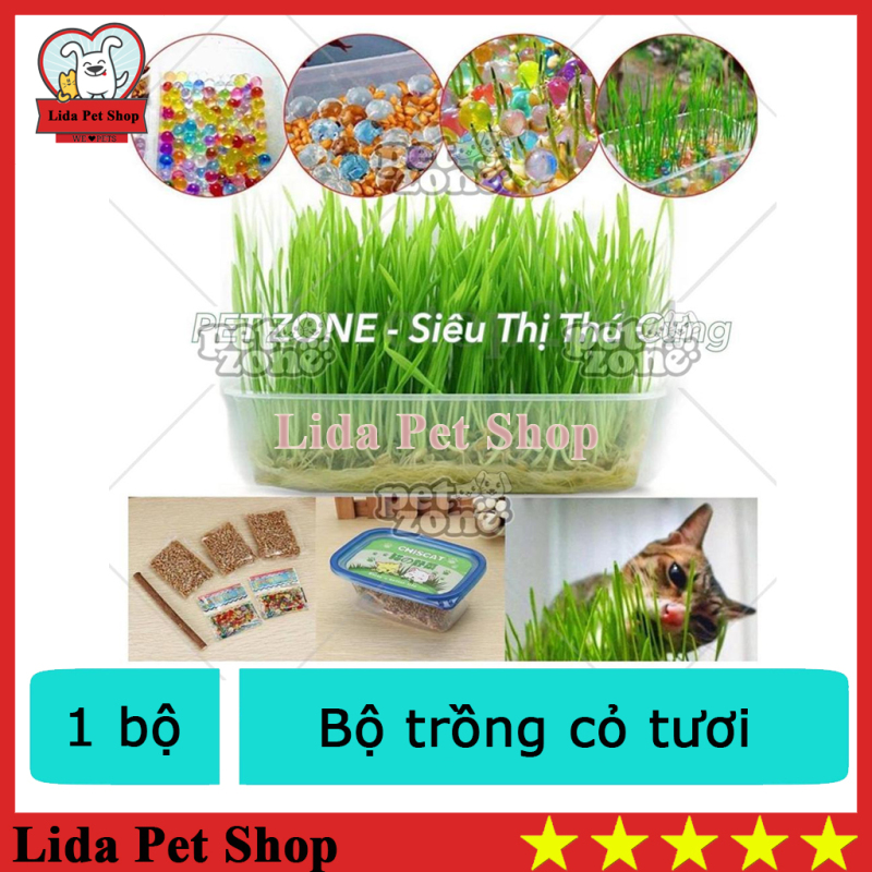 HN - Bộ trồng cỏ tươi cho mèo, bộ trồng cỏ mèo- Lida Pet Shop