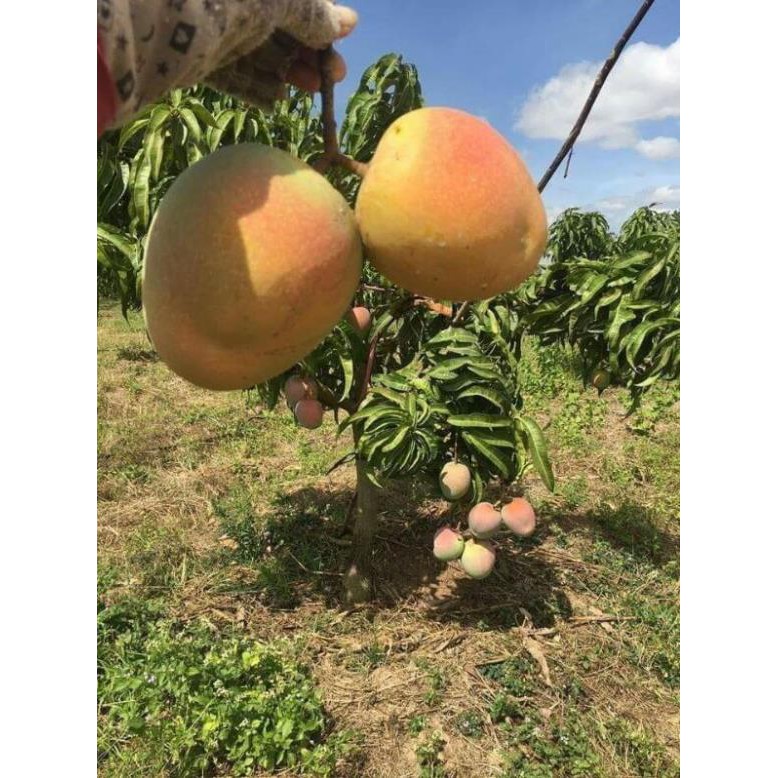 [FREESHIP - Xả Khô Máu] Giống cây xoài úc