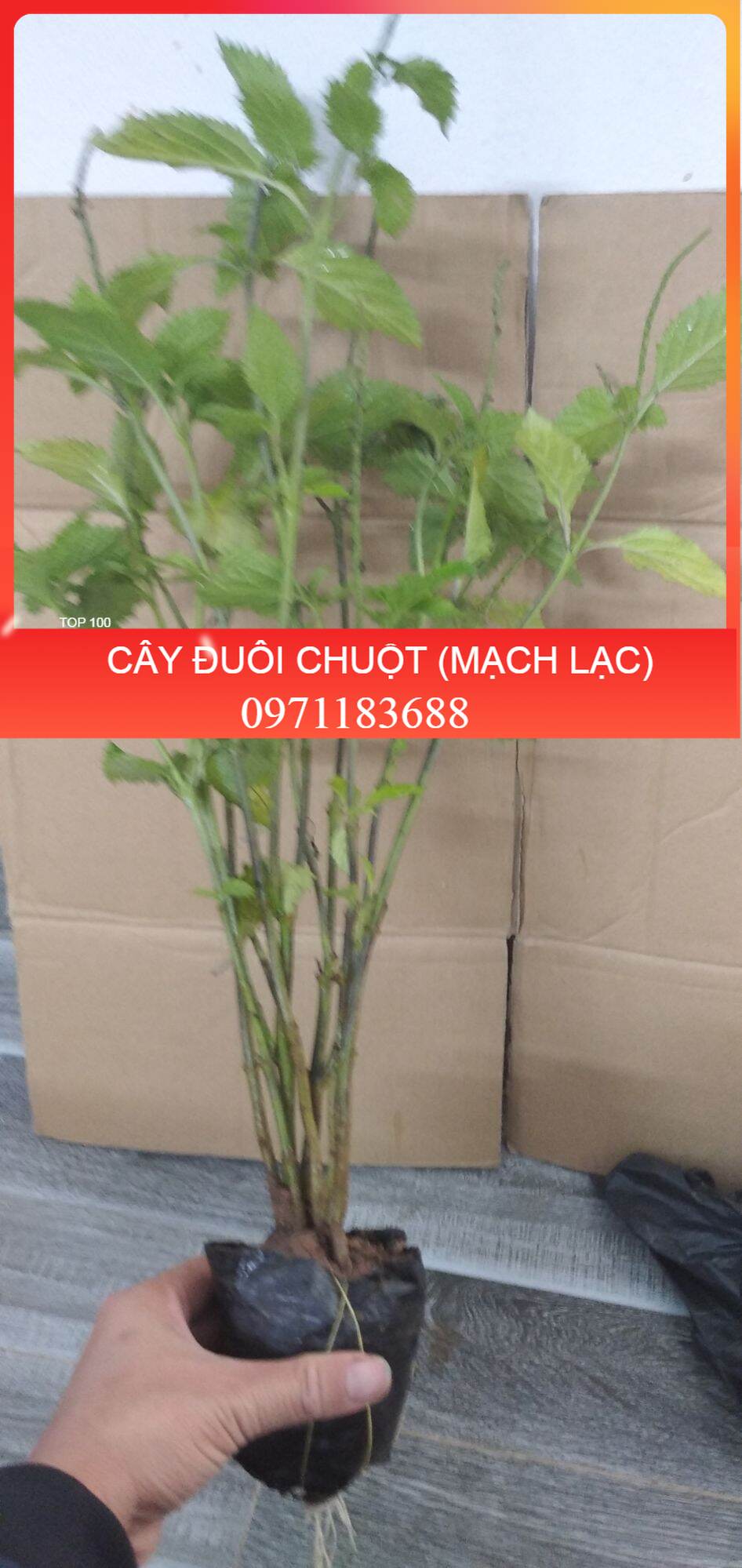 👉🌱🌱🌱👍 Combo 5 cây đuôi chuột hoa tím (Cây mạch lạc)