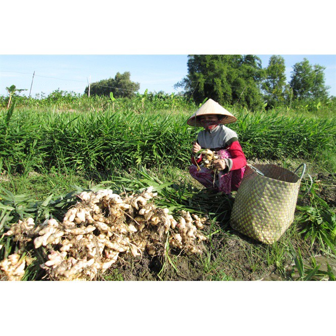 RAU GIA VỊ ĐÀ LẠT - Gừng (1kg)