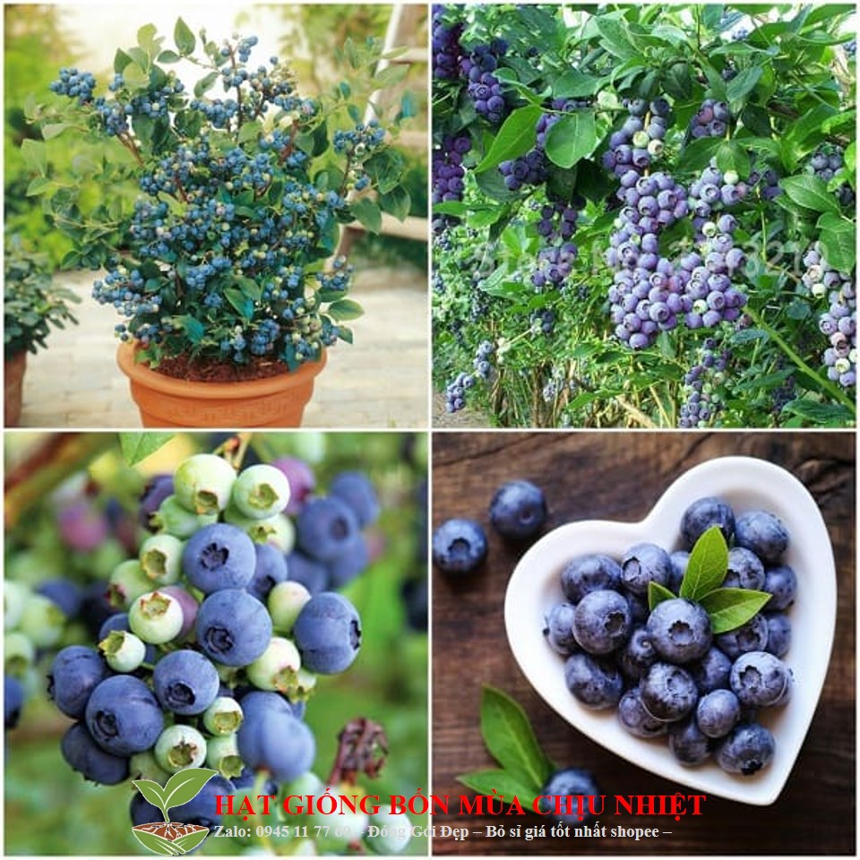 MJ71 Hạt giống Việt quất (10 hạt)