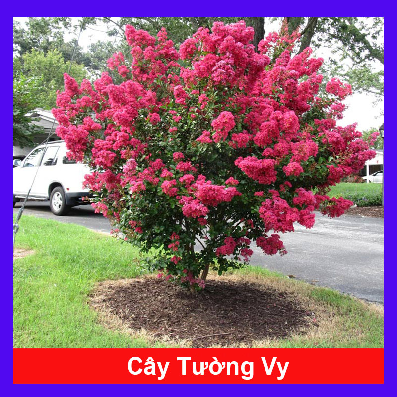 Cây Tường Vi - Cây cảnh sân vườn