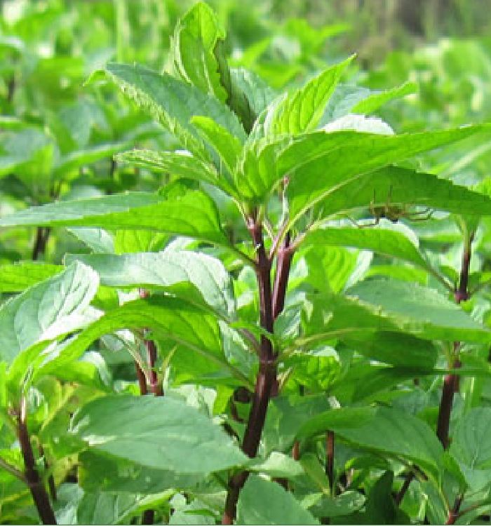 Hạt giống rau húng quế lá to - Gói 2gram