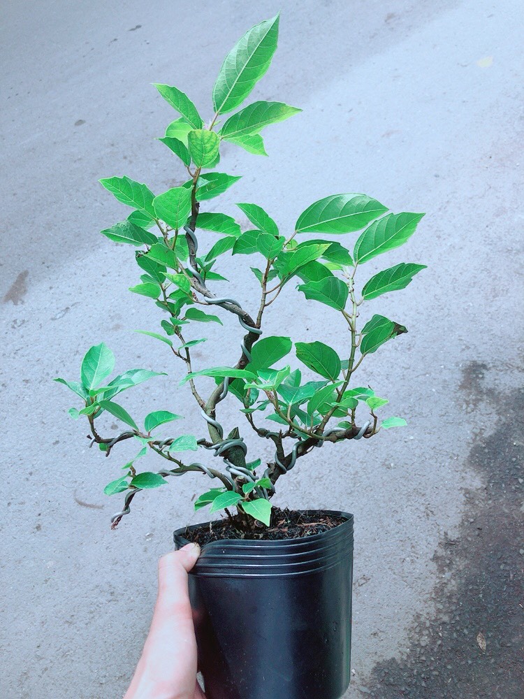 Cây Sung Bonsai