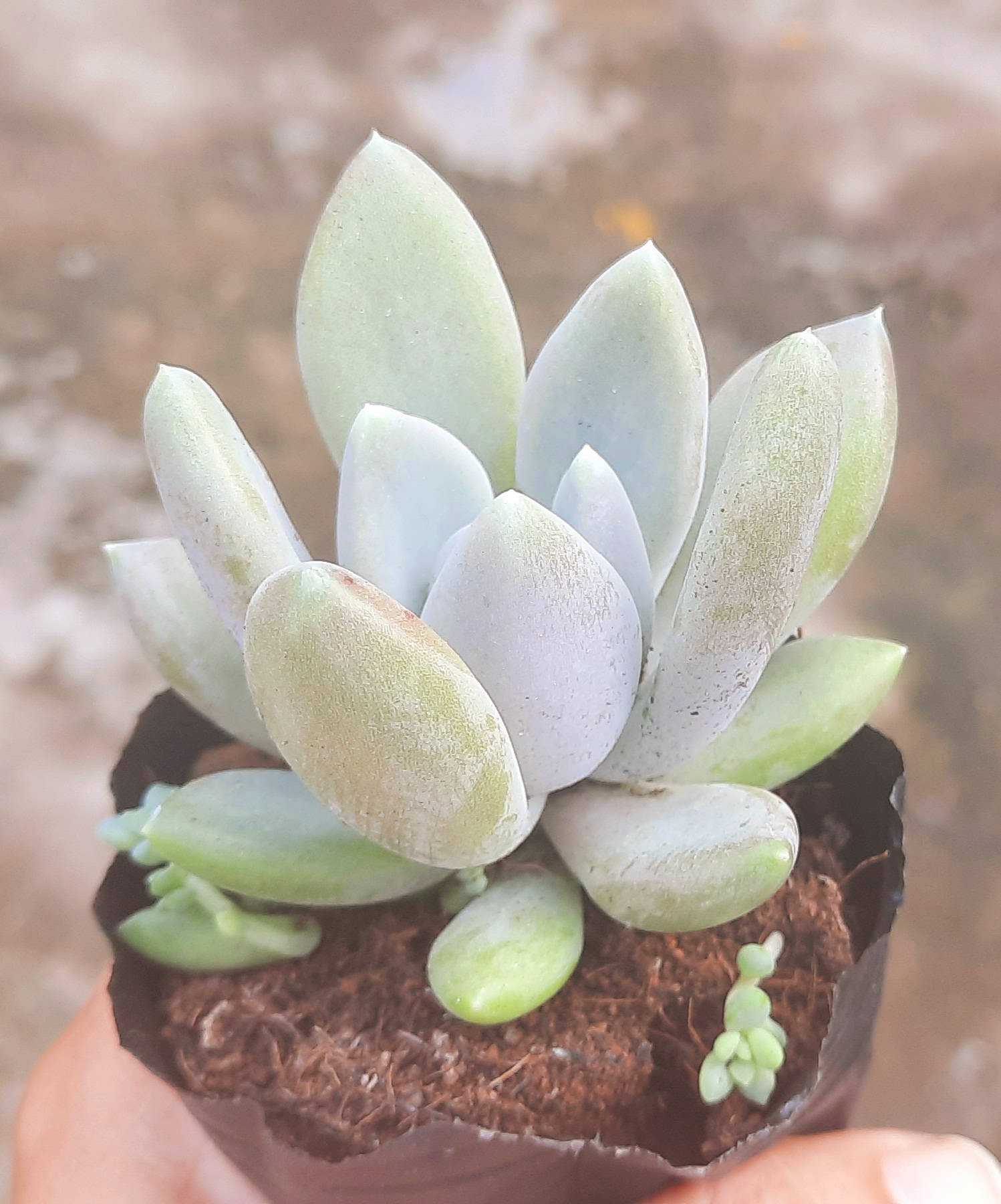 Sen đá SỎI XANH size bầu