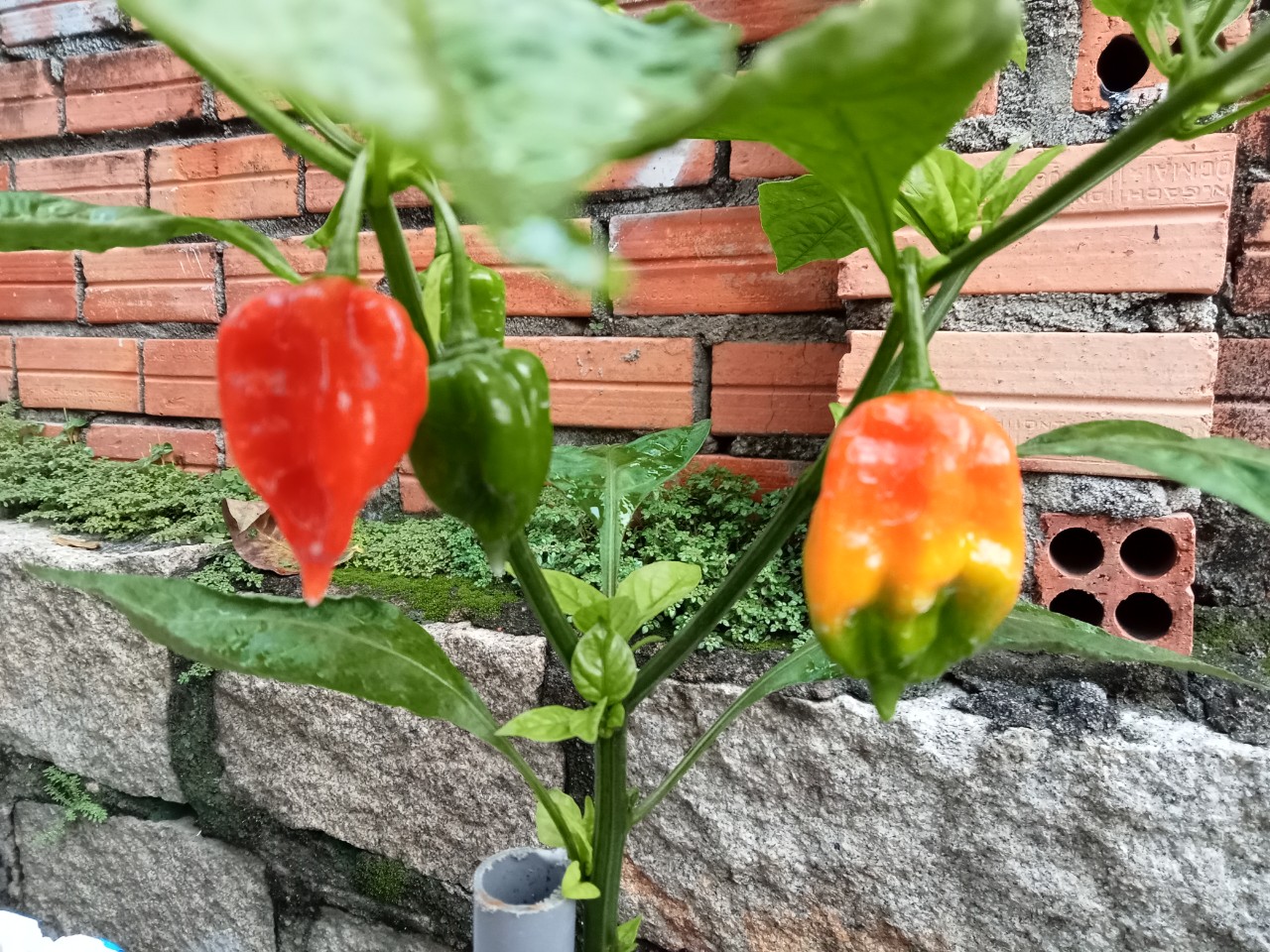 Hạt giống ớt Habanero đỏ