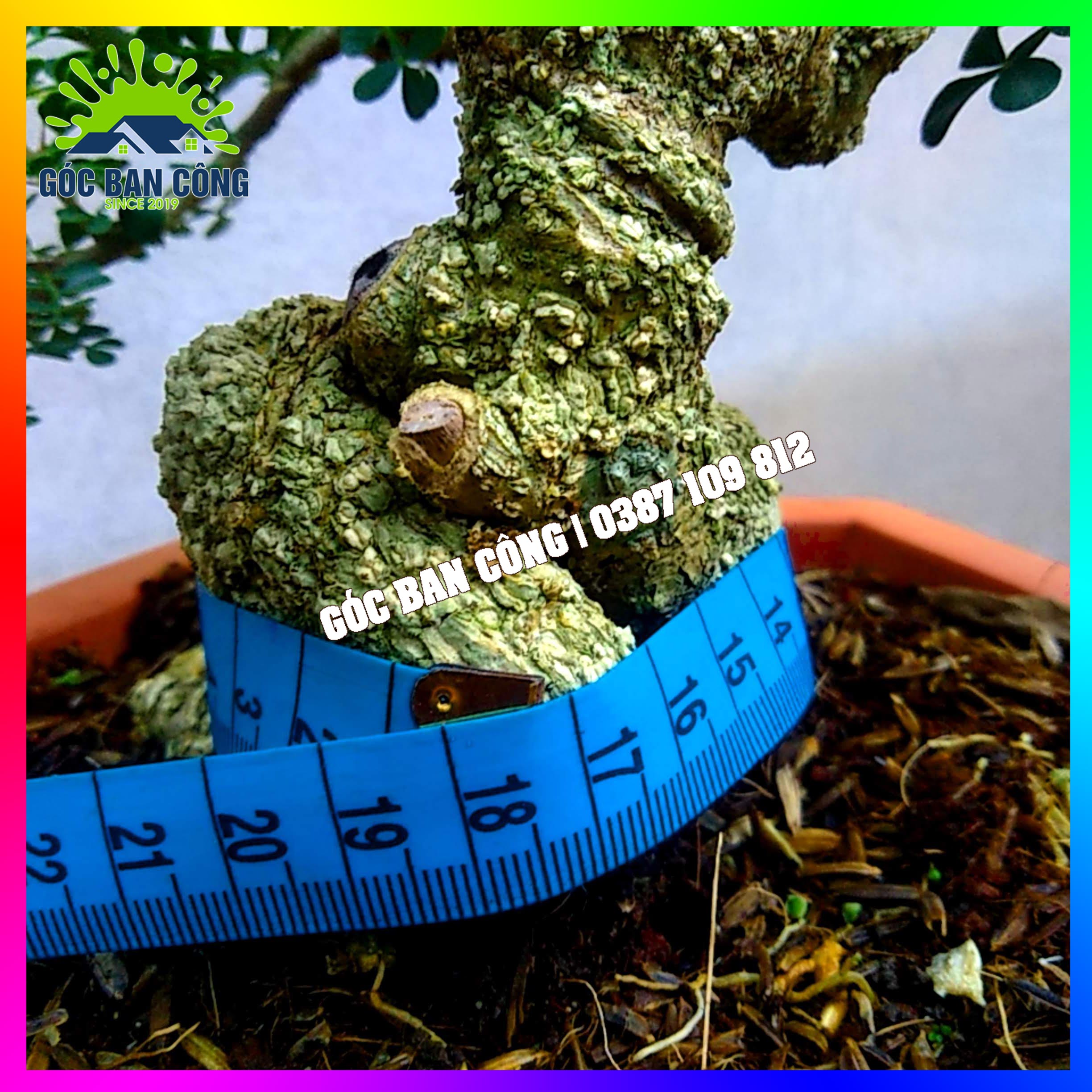 Cây Cần Thăng Bonsai Mini - CTHBS03